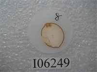 藏品(棘龍牙齒切片)的圖片